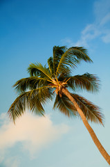 Fototapeta na wymiar Palm tree with coconuts against the blue sky