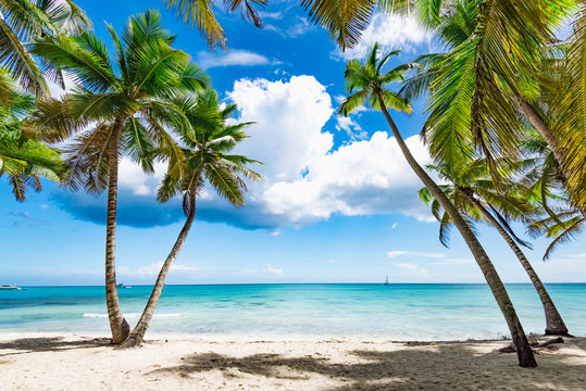 paradise tropical beach palm