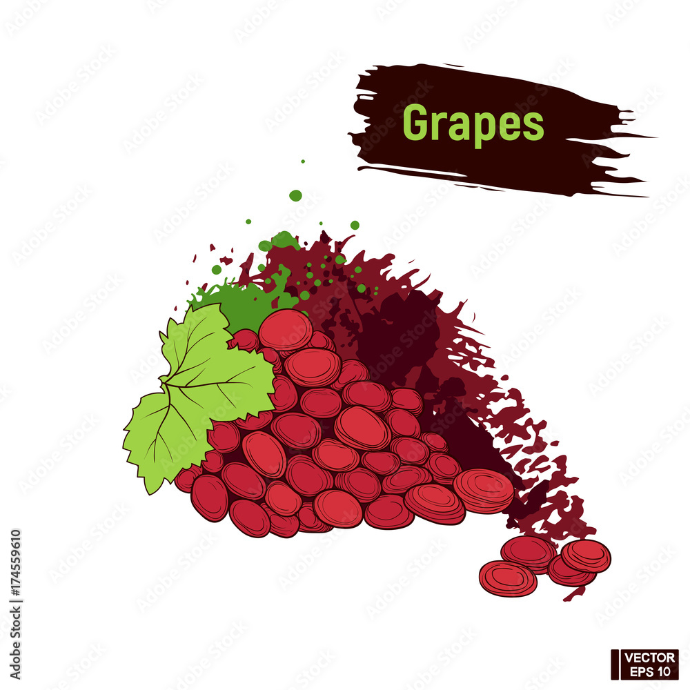 Wall mural coloured sketch of grapes