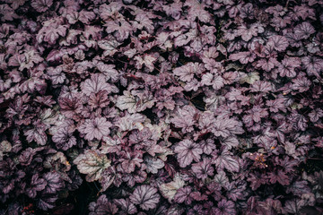 Fototapeta premium Carved dark leaves of Heuchera. Purple foliage background, dark toned plants