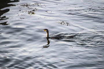  Double-Crested Cormorant  In Djerba, Tunisia