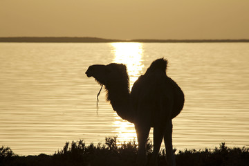 Camel in djerba