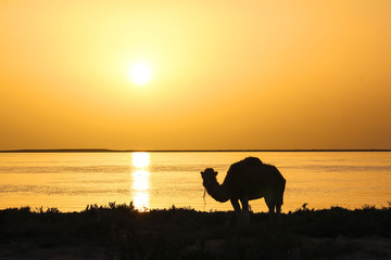 Camel in djerba