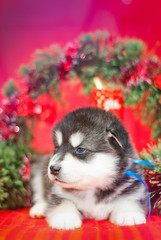 Fototapeta na wymiar Puppy sitting on a red background