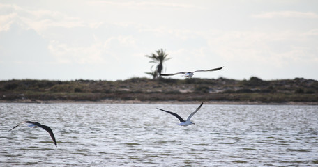 Sea gull, Djerba, Mednine, Tunisia