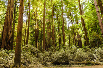 Redwood National Forest