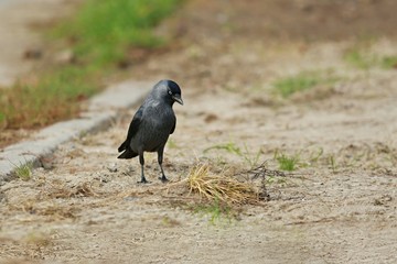 Jackdaw looking down on the sandy ground for food