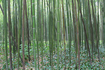 culture de bambou