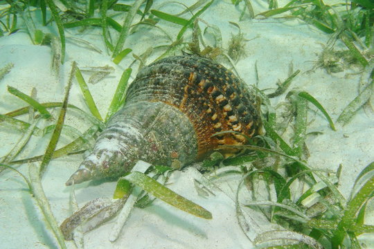 Shell of sea snail, Atlantic triton trumpet, Charonia variegata, underwater on the seabed, alive specimen, Caribbean sea