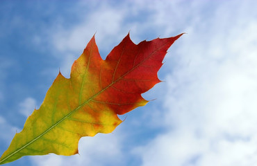 multi colored autumn leaf, blue sky