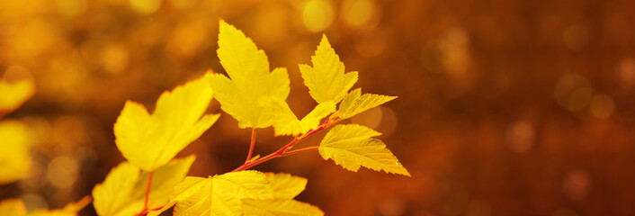 Naklejka na ściany i meble Autumnal background with maple leaves.