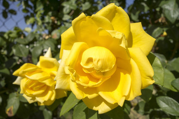 Macro photography of flowers of a yellow color