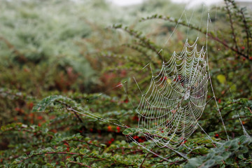 Spiderweb with droplets on the bush in autumn