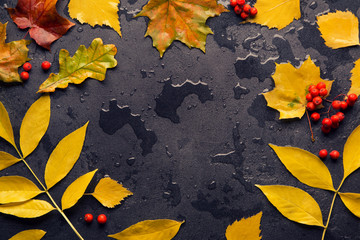 Wet yellow leaf of ash, maple, oak and birch after the rain on the dark textured background with drops, copy space. Autumn frame