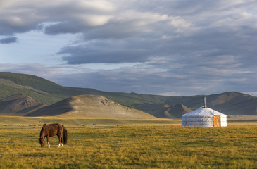 mongolian horses in a landscape of northern mongolia