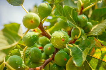 Fototapeta premium Figs with droplets of water growing on green tree closeup.