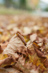 détail feuilles d'érable en automne tombées sur un trottoir 