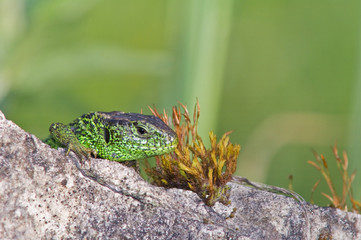 Zauneidechsen