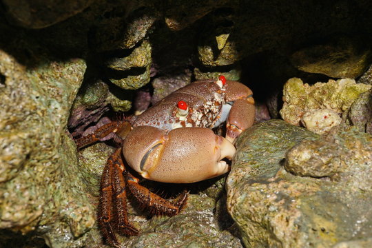 A red-eyed rock crab, Eriphia sebana under rocks on the seashore, Huahine island, Pacific, French Polynesia