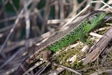 Zauneidechsen