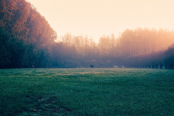 autumn sunrise in the field 