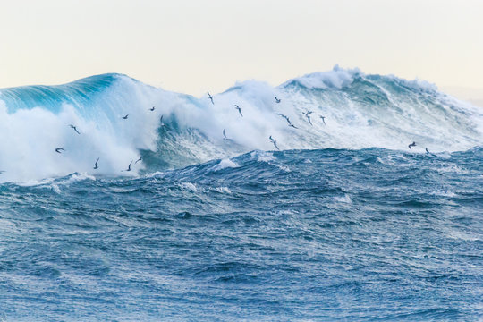 Seagulls and a large wave
