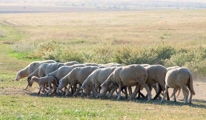 flock of sheep grazing on the hillside