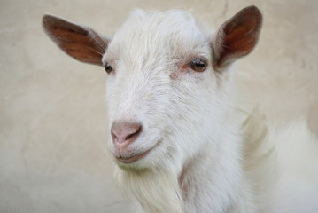 portrait of white goat