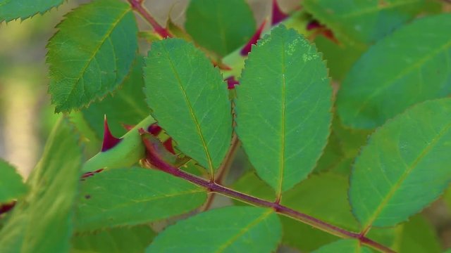 Macro shot of beautiful red thorns at fresh green stem of rose plant growing in summer or autumn garden on windy sunny day. Real time full hd video footage.