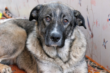 sad village dog