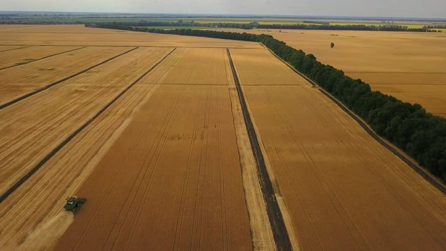 Combine harvesting golden wheat on the agricultural field. Reaping a wheat crop from the field. Aerial drone view. Concept: Harvest, Oat, Wheat, Cereal, Farm