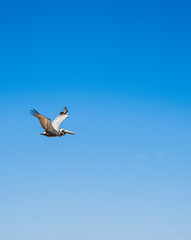 Texan Bird
