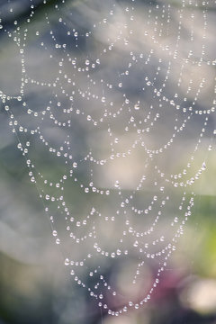 Dews on cobweb like pearls