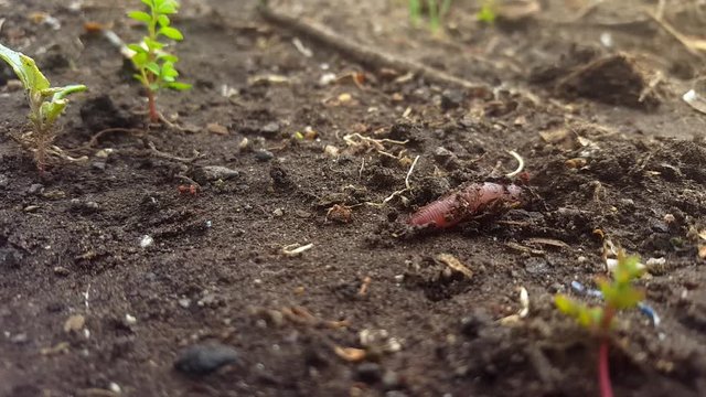 Lombriz escondi&eacute;ndose / worm hiding