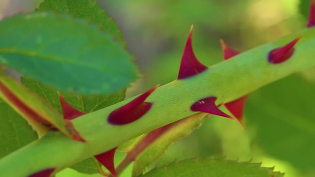 Macro shot of beautiful red thorns at fresh green stem of rose plant growing in summer or autumn garden on windy sunny day. Real time full hd video footage.