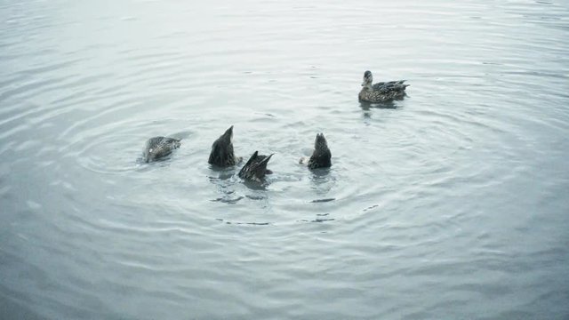 Patos buceando