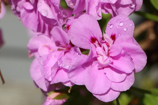 Fleurs de géranium violettes avec gouttes de rosée