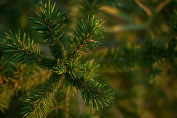 Fototapeta premium Evergreen pine branch in a sunset light