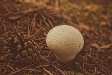 Little white mushroom and a bump in a forest
