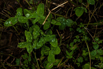 Green plant leaves with rain drops