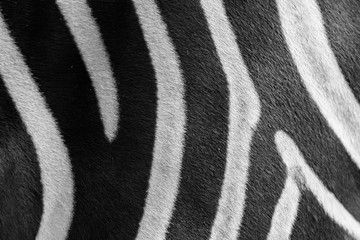 Close up zebra skin pattern black and white © Yakov