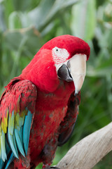 Ara parrot portrait.  Red-and-green macaw.