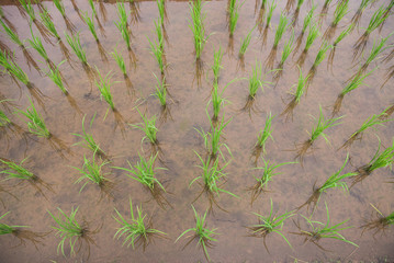 Rice seedling in the rice farm