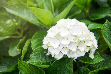White hydrangea flower with sunlight