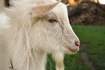 Obraz premium portrait of white goat