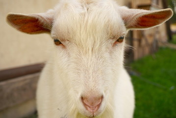 portrait of white goat