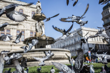Fototapeta na wymiar city pigeons in vienna 