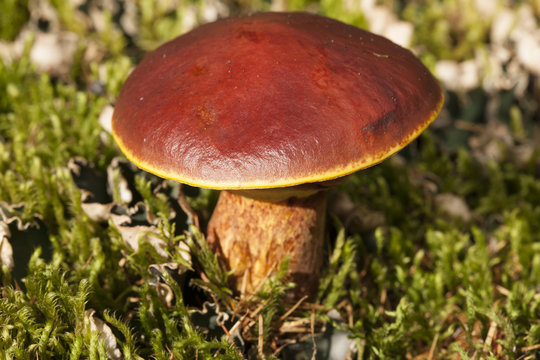 Wild mushrooms and moss around. Yakutia.