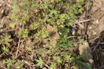 Butterfly - A butterfly on pink flowers, fall in bavaria