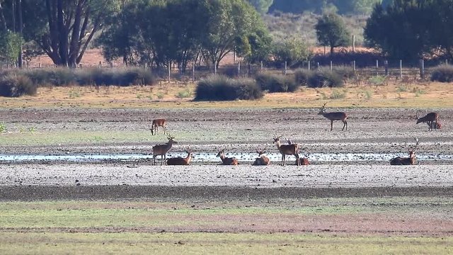 Deers during mating season in "Do&ntilde;ana National Park" Donana nature reserve in El Rocio village at sunset
